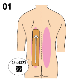 背中 腰 Cramerjapan