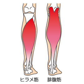 ふくらはぎへの理解を深めよう Cramerjapan