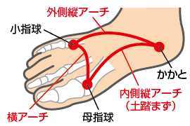 足底アーチ | CramerJapan