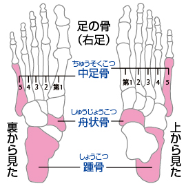 足底アーチ Cramerjapan