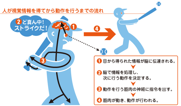 人が視覚情報を得てから動作を行うまでの流れ